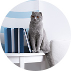 хозяева домашних животных, которые хотят следить за любимцами